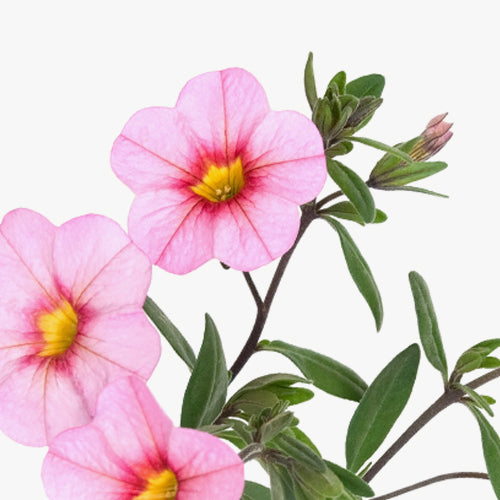 Kissed by a Rose NIGHT CARE ANTI AGE + VITALITY - Reparación antienvejecimiento NOCHE